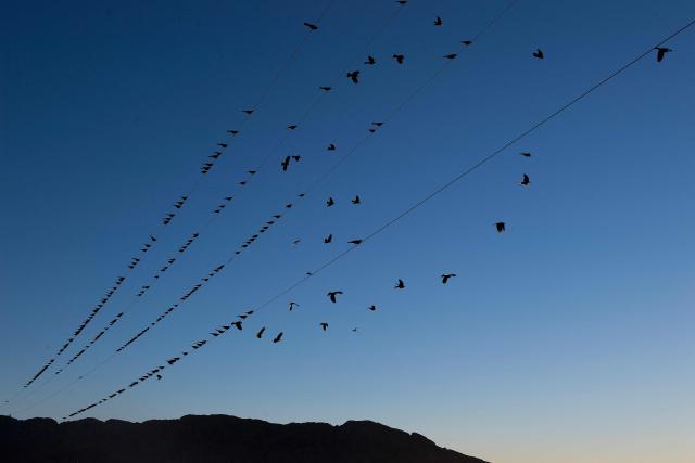 (FILES) Birds fly off power lines near the US/Mexico border in Presidio, Texas, on February 20, 2017. It's well known that birds are facing a population crisis, but a lack of high-quality localized data has made it difficult to understand the drivers behind specific declines and to craft effective conservation responses. Now, a team of researchers has developed an innovative solution, combining vast amounts of data from a popular birding app with machine learning and advanced statistical methods to overcome the challenges posed by large-scale citizen science projects. Their study, published on May 1, 2025 in Science, reveals that North American bird populations are being hit hardest in their traditional strongholds, as rapid environmental shifts—including climate change—disrupt these once-reliable refuges. (Photo by JIM WATSON / AFP)