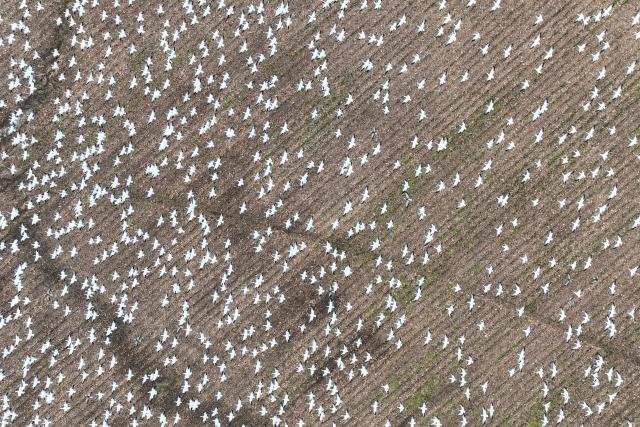 (FILES) Snow geese take off from a field in Ruthsburg, Maryland, on January 25, 2023. It's well known that birds are facing a population crisis, but a lack of high-quality localized data has made it difficult to understand the drivers behind specific declines and to craft effective conservation responses. Now, a team of researchers has developed an innovative solution, combining vast amounts of data from a popular birding app with machine learning and advanced statistical methods to overcome the challenges posed by large-scale citizen science projects. Their study, published on May 1, 2025 in Science, reveals that North American bird populations are being hit hardest in their traditional strongholds, as rapid environmental shifts—including climate change—disrupt these once-reliable refuges. (Photo by Jim WATSON / AFP)