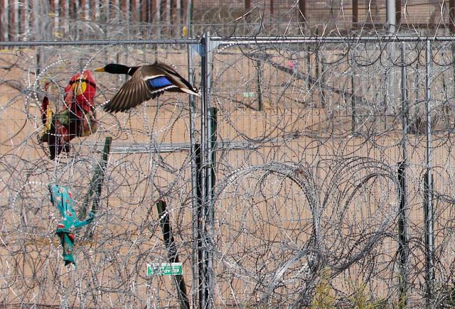 (FILES) A bird flies past the border between El Paso, Texas, United States, and Ciudad Juarez, Chihuahua, Mexico, with coils of barbed wire on December 9, 2024. It's well known that birds are facing a population crisis, but a lack of high-quality localized data has made it difficult to understand the drivers behind specific declines and to craft effective conservation responses. Now, a team of researchers has developed an innovative solution, combining vast amounts of data from a popular birding app with machine learning and advanced statistical methods to overcome the challenges posed by large-scale citizen science projects. Their study, published on May 1, 2025 in Science, reveals that North American bird populations are being hit hardest in their traditional strongholds, as rapid environmental shifts—including climate change—disrupt these once-reliable refuges. (Photo by Herika Martinez / AFP)