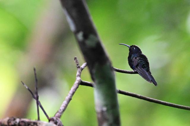 (FILES) A violet sabrewing (Campylopterus hemileucurus) perches freely in a mountain forest in Santiago Nonualco, El Salvador, on September 28, 2024. It's well known that birds are facing a population crisis, but a lack of high-quality localized data has made it difficult to understand the drivers behind specific declines and to craft effective conservation responses. Now, a team of researchers has developed an innovative solution, combining vast amounts of data from a popular birding app with machine learning and advanced statistical methods to overcome the challenges posed by large-scale citizen science projects. Their study, published on May 1, 2025 in Science, reveals that North American bird populations are being hit hardest in their traditional strongholds, as rapid environmental shifts—including climate change—disrupt these once-reliable refuges. (Photo by Marvin RECINOS / AFP)