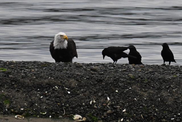 (FILES) A bald eagle stands on shore as other birds look for fish to eat during low tide near Carrot Park on September 20, 2024 in Port Hardy, North Vancouver Island, British Columbia, Canada. It's well known that birds are facing a population crisis, but a lack of high-quality localized data has made it difficult to understand the drivers behind specific declines and to craft effective conservation responses. Now, a team of researchers has developed an innovative solution, combining vast amounts of data from a popular birding app with machine learning and advanced statistical methods to overcome the challenges posed by large-scale citizen science projects. Their study, published on May 1, 2025 in Science, reveals that North American bird populations are being hit hardest in their traditional strongholds, as rapid environmental shifts—including climate change—disrupt these once-reliable refuges. (Photo by Patrick T. Fallon / AFP)