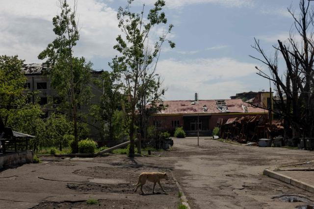 A stray dog walks past damaged residential buildings in the town of Lyman, near the frontline in the Donetsk region, on May 7, 2025 amid the Russian invasion of Ukraine. (Photo by Tetiana DZHAFAROVA / AFP)