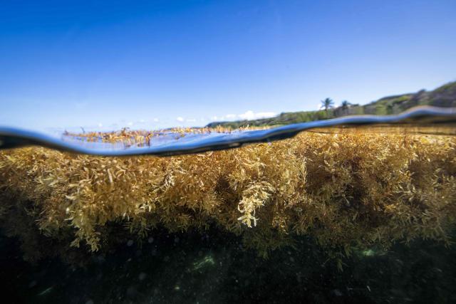 (FILES) This underwater photograph taken on April 18, 2023 shows Sargassum beached on the shore in Capesterre de Marie Galante. Fourteen years after the first sargassum "invasion" on the shores of Guadeloupe and Martinique, a new influx of the seaweed has emerged in the past weeks. Collecting, treating or deviating the masses of seaweed, which release toxic gas when left out to rot, is a costly affair for local communities. The European Union is therfore examining possibilities of monetizing saragassum, exploring potential uses as biofuels, cosmetics, or fertilizer, among others. (Photo by Olivier MORIN / AFP)