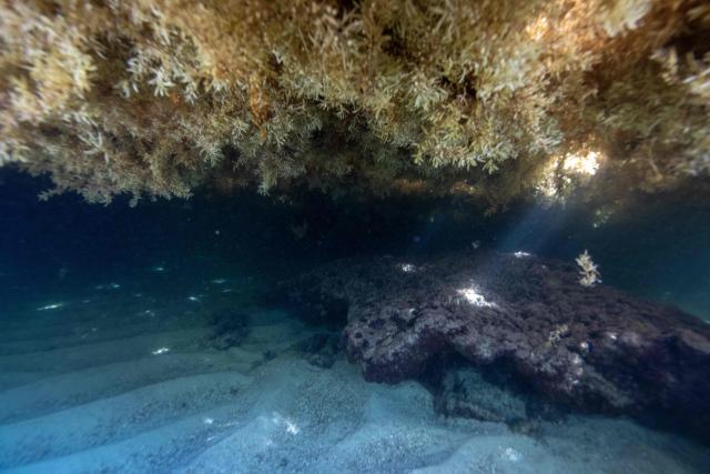 (FILES) This underwater photograph taken on April 18, 2023 shows Sargassum on the shore in Capesterre de Marie Galante. Fourteen years after the first sargassum "invasion" on the shores of Guadeloupe and Martinique, a new influx of the seaweed has emerged in the past weeks. Collecting, treating or deviating the masses of seaweed, which release toxic gas when left out to rot, is a costly affair for local communities. The European Union is therfore examining possibilities of monetizing saragassum, exploring potential uses as biofuels, cosmetics, or fertilizer, among others. (Photo by Olivier MORIN / AFP)