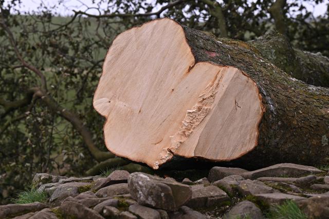 (FILES) The felled Sycamore Gap tree, is pictured behind a police cordon, along Hadrian's Wall, near Hexham, northern England on September 28, 2023. Two men were on Friday, May 9, found guilty of the "deliberate and mindless" felling of one of the UK's most iconic trees in a case that sparked national outrage. (Photo by Oli SCARFF / AFP)