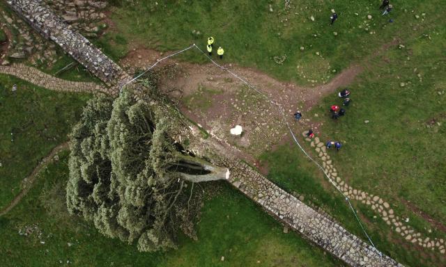(FILES) An aerial view shows the felled Sycamore Gap tree, along Hadrian's Wall, near Hexham, northern England on September 28, 2023. Two men were on Friday, May 9, found guilty of the "deliberate and mindless" felling of one of the UK's most iconic trees in a case that sparked national outrage. (Photo by Oli SCARFF / AFP)
