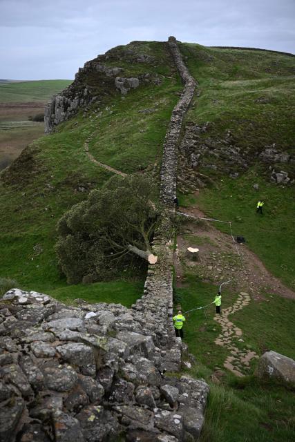 (FILES) The felled Sycamore Gap tree, is pictured behind a police cordon, along Hadrian's Wall, near Hexham, northern England on September 28, 2023. Two men were on Friday, May 9, found guilty of the "deliberate and mindless" felling of one of the UK's most iconic trees in a case that sparked national outrage. (Photo by Oli SCARFF / AFP)