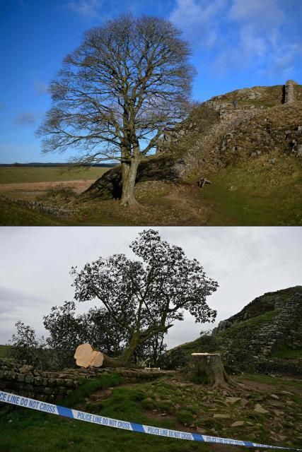 (FILES) (COMBO) This combination of pictures created on September 28, 2023 shows, top, a man viewing a section of Hadrian's Wall near the wall's milecastle 39 known as Sycamore Gap near Hexham, northern England, on January 19, 2022, and bottom, the felled Sycamore Gap tree pictured behind a police cordon, along Hadrian's Wall, near Hexham, northern England on September 28, 2023. Two men were on Friday, May 9, found guilty of the "deliberate and mindless" felling of one of the UK's most iconic trees in a case that sparked national outrage. (Photo by Oli SCARFF / AFP)