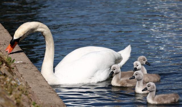 This photograph taken in Strasbourg, eastern France, on May 9, 2025, shows a swan swimming with cygnets on the Ill River. (Photo by FREDERICK FLORIN / AFP)