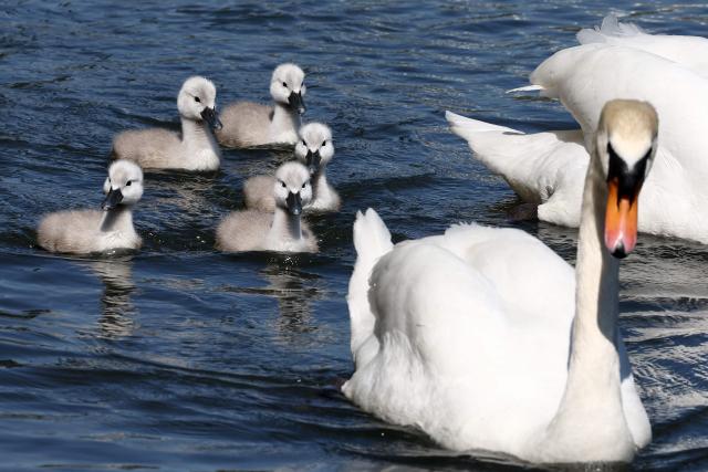 This photograph taken in Strasbourg, eastern France, on May 9, 2025, shows a swan swimming with cygnets on the Ill River. (Photo by FREDERICK FLORIN / AFP)