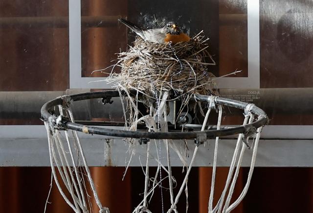 A bird sits in a nest on a basketball hoop in the gymnasium of the shuttered St. Mary of the Assumption Catholic Church, where Pope Leo XIV, Robert Francis Prevost, used to attend while growing up, in Dolton, Illinois, on May 9, 2025. Robert Francis Prevost became the first pope from the United States on May 8, 2025, picking the papal name Leo XIV after cardinals from around the world elected him leader of the world's 1.4 billion Catholics. Tens of thousands of people packed in St Peter's Square cheered as Prevost appeared on the balcony of St Peter's Basilica, waving with both hands, smiling and bowing. (Photo by KAMIL KRZACZYNSKI / AFP)