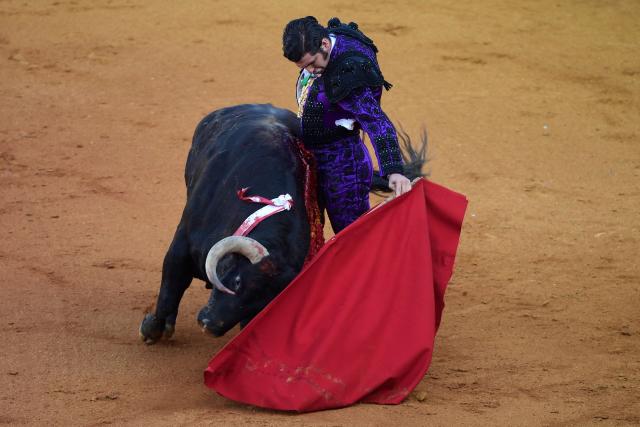 Spanish matador Morante de La Puebla performs a pass with muleta on his first bull during a bullfight at La Maestranza bullring in Seville on May 9, 2025. (Photo by CRISTINA QUICLER / AFP)