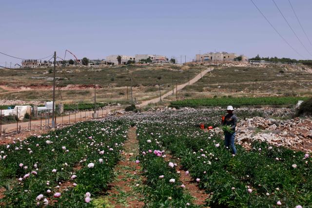 A farmer picks flowers next to the Israeli settlement of Har Brakha, south of Nablus in the occupied West Bank on May 11, 2025. (Photo by Menahem Kahana / AFP)