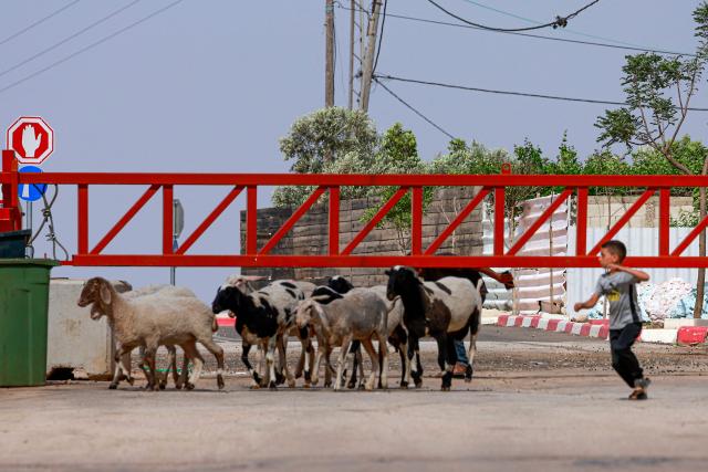 A Palestinian boy and goats cross an metal gate set up by the Israeli army in Qusra, in the occupied West Bank, on May 12, 2025. Israel heavily restricts the movement of West Bank Palestinians, who must obtain permits from authorities to travel through checkpoints and cross into east Jerusalem or Israel. (Photo by Jaafar ASHTIYEH / AFP)