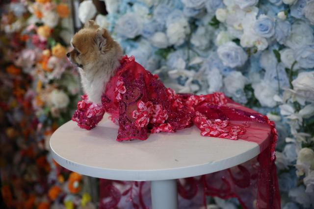 A dog poses during the "The Pet Gala" at GH on the Park in New York City on May 19, 2025. The Pet Gala by Anthony Rubio designs recreates outfits from the Met Gala for pets. (Photo by TIMOTHY A. CLARY / AFP)