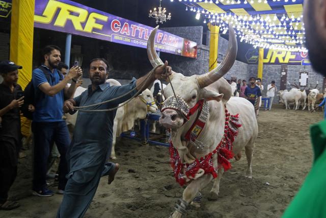 A livestock vendor displays a bull to customers at a cattle market in Hyderabad, in Pakistan's Sindh province on May 20, 2025, ahead of the upcoming Muslim festival of Eid al-Adha.  (Photo by Husnain ALI / AFP)