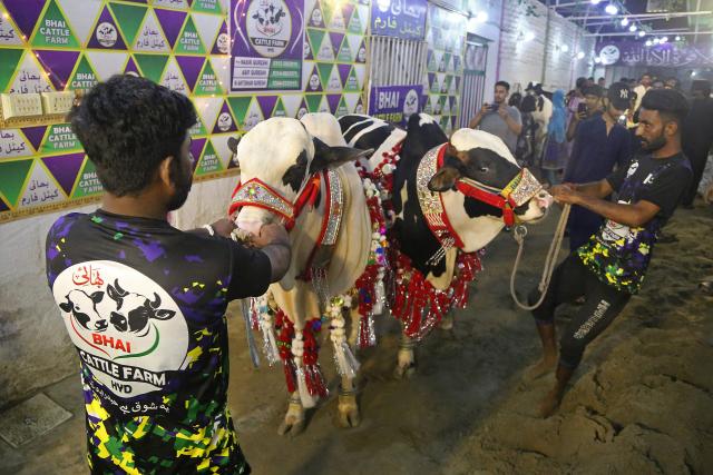 Livestock vendors display their bulls to customers at a cattle market in Hyderabad, in Pakistan's Sindh province on May 20, 2025, ahead of the upcoming Muslim festival of Eid al-Adha.  (Photo by Husnain ALI / AFP)
