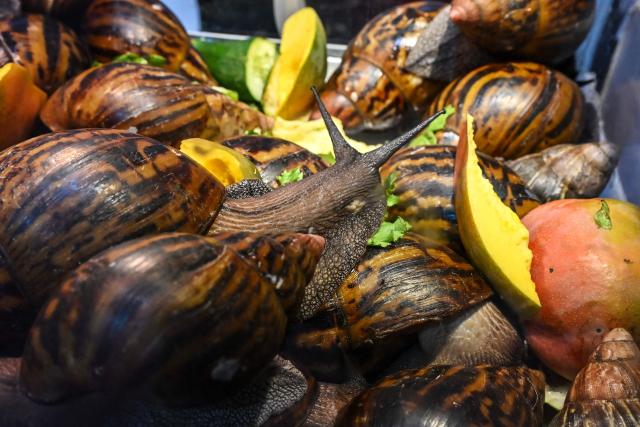This photograph shows giant snails during the 7th International Exhibition of Agriculture and Animals Resources (SARA-2025) at the Parcs des expositions in Abidjan on May 25, 2025. (Photo by Issouf SANOGO / AFP)