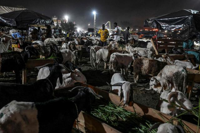 TOPSHOT - A general view of a market where sheep is sold in Abidjan on May 28, 2025 ahead of  Eid al-Adha, the Muslim feast of sacrifice. (Photo by Issouf SANOGO / AFP)