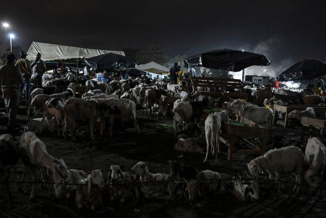 A general view of a market where sheep is sold in Abidjan on May 28, 2025 ahead of  Eid al-Adha, the Muslim feast of sacrifice. (Photo by Issouf SANOGO / AFP)