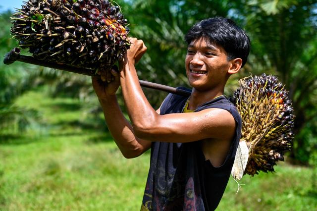 This picture taken on May 29, 2025 shows a worker carrying palm oil seeds at a palm oil plantation in Nagan Raya, west coast of Aceh province. (Photo by CHAIDEER MAHYUDDIN / AFP)