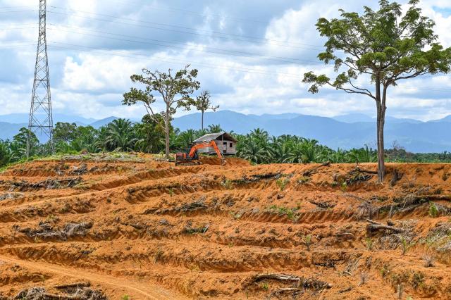 This picture taken on May 29, 2025 shows an excavator on the land of a palm oil plantation in Nagan Raya, west coast of Aceh province. (Photo by CHAIDEER MAHYUDDIN / AFP)
