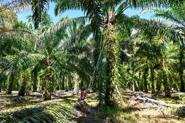 This picture taken on May 29, 2025 shows a worker cutting palm oil seeds at a palm oil plantation in Nagan Raya, west coast of Aceh province. (Photo by CHAIDEER MAHYUDDIN / AFP)