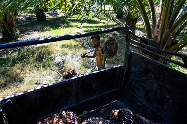 This picture taken on May 29, 2025 shows a worker loading palm oil seeds onto a truck at a palm oil plantation in Nagan Raya, west coast of Aceh province. (Photo by CHAIDEER MAHYUDDIN / AFP)