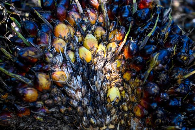 This picture taken on May 29, 2025 shows palm oil seeds at a palm oil plantation in Nagan Raya, west coast of Aceh province. (Photo by CHAIDEER MAHYUDDIN / AFP)