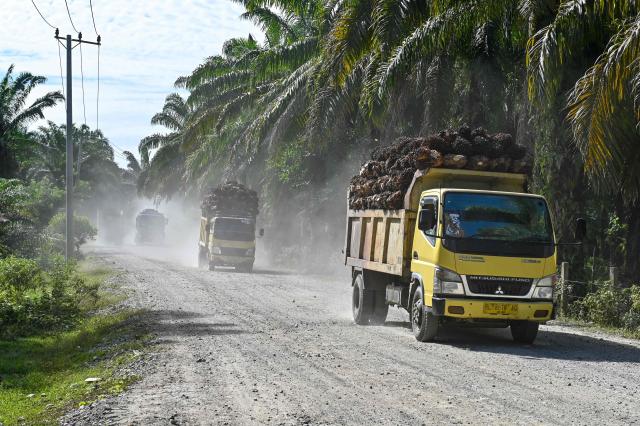 This picture taken on May 30, 2025 shows trucks transporting palm oil seeds to process at a factory in Meulaboh, west coast of Aceh province. (Photo by CHAIDEER MAHYUDDIN / AFP)