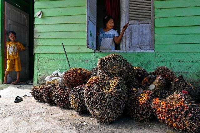 This picture taken on May 30, 2025 shows a woman and her child standing near palm oil seeds at a plantation in Meulaboh, west coast of Aceh province. (Photo by CHAIDEER MAHYUDDIN / AFP)