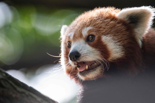 This photograph shows a red panda, a species marked "endangered" on the International Union for Conservation of Nature (IUCN) Red List of Threatened Species, at the Menagerie, the Zoo of the Jardin des Plantes, a part of the French National Natural History Museum (MNHN) in Paris, on June 17, 2025. (Photo by Martin LELIEVRE / AFP)