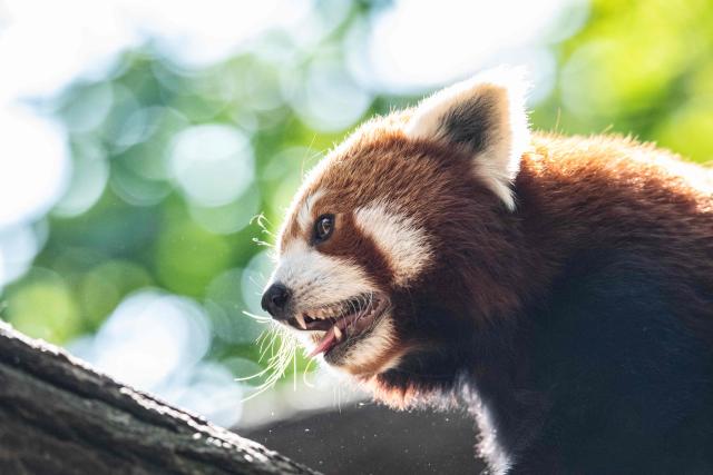 This photograph shows a red panda, a species marked "endangered" on the International Union for Conservation of Nature (IUCN) Red List of Threatened Species, at the Menagerie, the Zoo of the Jardin des Plantes, a part of the French National Natural History Museum (MNHN) in Paris, on June 17, 2025. (Photo by Martin LELIEVRE / AFP)