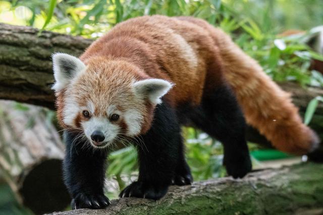 This photograph shows a red panda, a species marked "endangered" on the International Union for Conservation of Nature (IUCN) Red List of Threatened Species, at the Menagerie, the Zoo of the Jardin des Plantes, a part of the French National Natural History Museum (MNHN) in Paris, on June 17, 2025. (Photo by Martin LELIEVRE / AFP)