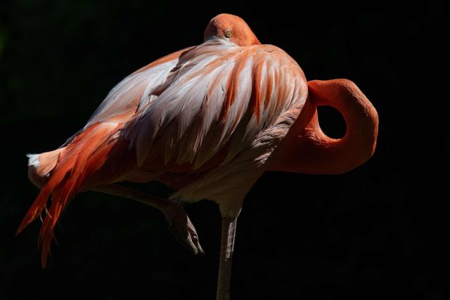 TOPSHOT - This photograph shows a flamingo at the Menagerie, the Zoo of the Jardin des Plantes, a part of the French National Natural History Museum (MNHN) in Paris, on June 17, 2025. (Photo by Martin LELIEVRE / AFP)