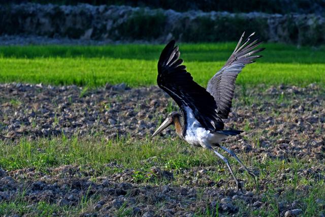 A lesser adjutant is pictured in a paddy field in Janakpur on June 27, 2025. (Photo by PRAKASH MATHEMA / AFP)