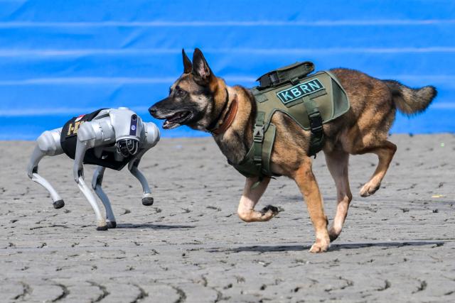 A robotic police dog and a K9 police dog work together in a crime-handling skill demonstration during the 79th anniversary celebration of the Indonesian National Police held at the National Monument (known as Monas) in Jakarta on July 1, 2025. (Photo by BAY ISMOYO / AFP)