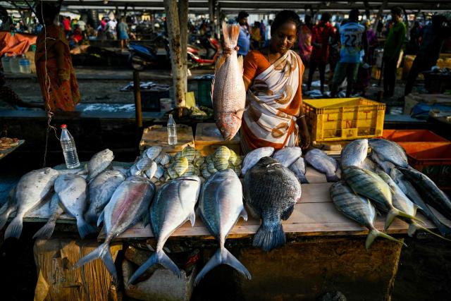 (FILES) A fisherwoman arranges fish for sale at the Kasimedu fishing harbour in Chennai on June 23, 2024 after fishermen returned with their catch at the end of a 61-day fishing ban along India's eastern coast imposed to protect fish stocks during their breeding season. Indian exporters are anxiously eyeing the possible reintroduction of Donald Trump's punishing tariffs on the second week of July 2025, though many hold out hope for a last-minute reprieve. The US president's April 2 "Liberation Day" announcement of swingeing levies on dozens of key trading partners sent shockwaves through capitals before he announced a pause for negotiations, which ends on July 9, 2025. New Delhi and Washington have been locked in multiple rounds of talks, with hopes for an interim pact to avert the 26 percent "reciprocal" tolls meted out to India. (Photo by R. Satish BABU / AFP)