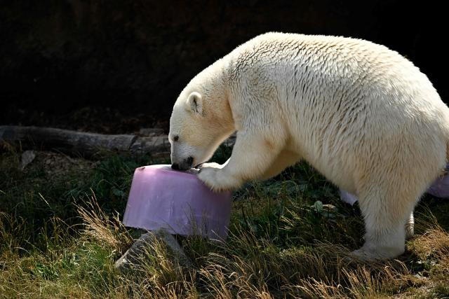 A polar bear licks iced watermelon juice to cool off at Pairi Daiza zoo in Brugelette on July 2, 2025, as a heatwave hits Europe. Withering conditions that have baked southern Europe for days crept northward, shutting some schools and daycare centres in France and the Netherlands, and sparking health warnings. (Photo by Nicolas TUCAT / AFP)