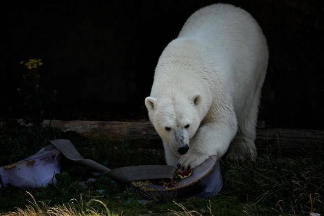 A polar bear licks iced watermelon juice to cool off at Pairi Daiza zoo in Brugelette on July 2, 2025, as a heatwave hits Europe. Withering conditions that have baked southern Europe for days crept northward, shutting some schools and daycare centres in France and the Netherlands, and sparking health warnings. (Photo by Nicolas TUCAT / AFP)