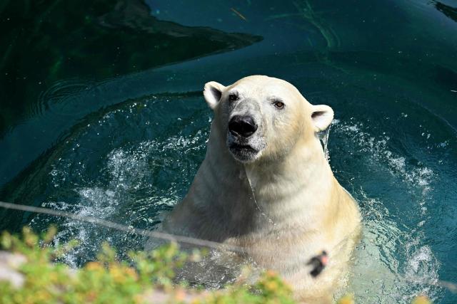 A polar bear cools off in the water at Pairi Daiza zoo in Brugelette on July 2, 2025, as a heatwave hits Europe. Withering conditions that have baked southern Europe for days crept northward, shutting some schools and daycare centres in France and the Netherlands, and sparking health warnings. (Photo by Nicolas TUCAT / AFP)