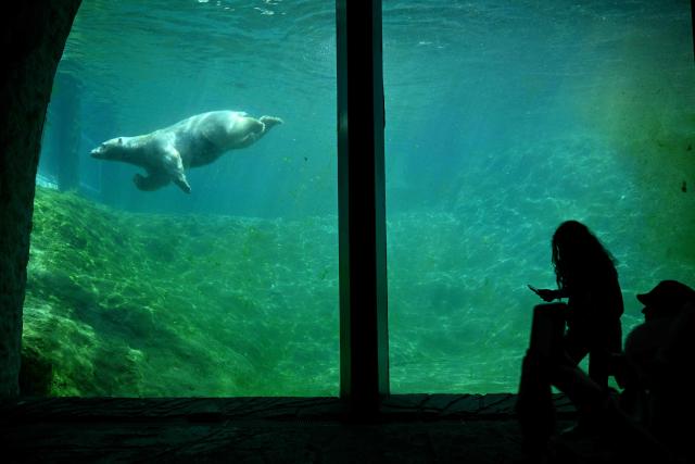 A polar bear cools off in the water at Pairi Daiza zoo in Brugelette on July 2, 2025, as a heatwave hits Europe. Withering conditions that have baked southern Europe for days crept northward, shutting some schools and daycare centres in France and the Netherlands, and sparking health warnings. (Photo by Nicolas TUCAT / AFP)