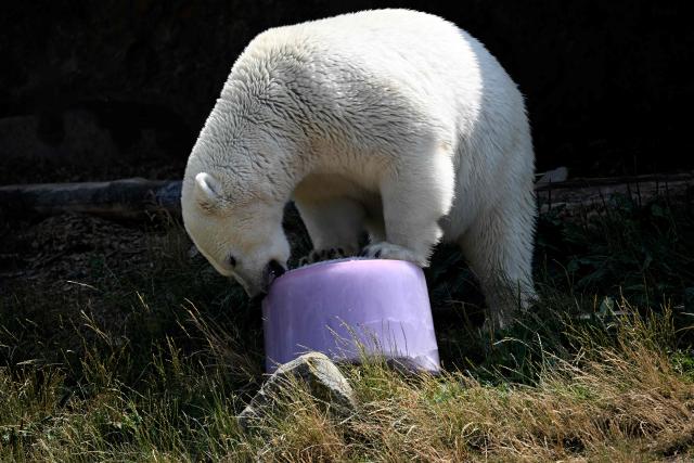 A polar bear licks iced watermelon juice to cool off at Pairi Daiza zoo in Brugelette on July 2, 2025, as a heatwave hits Europe. Withering conditions that have baked southern Europe for days crept northward, shutting some schools and daycare centres in France and the Netherlands, and sparking health warnings. (Photo by Nicolas TUCAT / AFP)