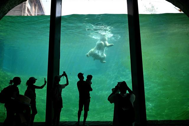 TOPSHOT - A polar bear cools off in the water at Pairi Daiza zoo in Brugelette on July 2, 2025, as a heatwave hits Europe. Withering conditions that have baked southern Europe for days crept northward, shutting some schools and daycare centres in France and the Netherlands, and sparking health warnings. (Photo by Nicolas TUCAT / AFP)