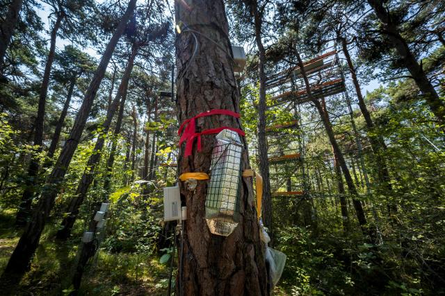 A sensor is photographed attached to a tree during research conducted by the Swiss Federal Institute for Forest, Snow and Landscape Research (WSL) and the Swiss Federal Institute of Technology Lausanne (EPFL) in the Pfynwald forest near Leuk, Switzerland's southern Wallis region, on June 11, 2025. In a Swiss pine forest, the treetops are being sprayed with mist in a bid to discover the effects that drier or wetter air have on their ability to survive. High-pressure nozzles mounted on scaffolding towers spraying vapour over the canopy of some 60 Scots pine trees, standing 15 metres tall. (Photo by Fabrice COFFRINI / AFP)