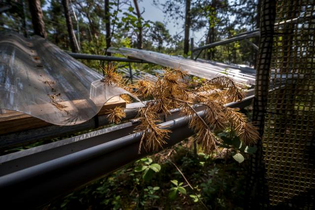 A dead pine branch is photographed during research conducted by the Swiss Federal Institute for Forest, Snow and Landscape Research (WSL) and the Swiss Federal Institute of Technology Lausanne (EPFL) in the Pfynwald forest near Leuk, Switzerland's southern Wallis region, on June 11, 2025. In a Swiss pine forest, the treetops are being sprayed with mist in a bid to discover the effects that drier or wetter air have on their ability to survive. High-pressure nozzles mounted on scaffolding towers spraying vapour over the canopy of some 60 Scots pine trees, standing 15 metres tall. (Photo by Fabrice COFFRINI / AFP)