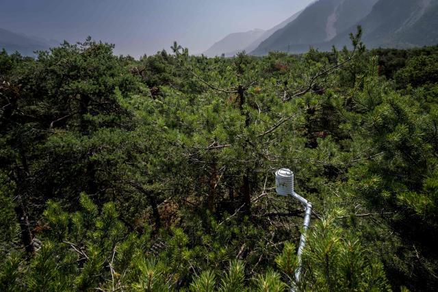 A sensor is seen in the canopy during research conducted by the Swiss Federal Institute for Forest, Snow and Landscape Research (WSL) and the Swiss Federal Institute of Technology Lausanne (EPFL) in the Pfynwald forest near Leuk, Switzerland's southern Wallis region, on June 11, 2025. In a Swiss pine forest, the treetops are being sprayed with mist in a bid to discover the effects that drier or wetter air have on their ability to survive. High-pressure nozzles mounted on scaffolding towers spraying vapour over the canopy of some 60 Scots pine trees, standing 15 metres tall. (Photo by Fabrice COFFRINI / AFP)