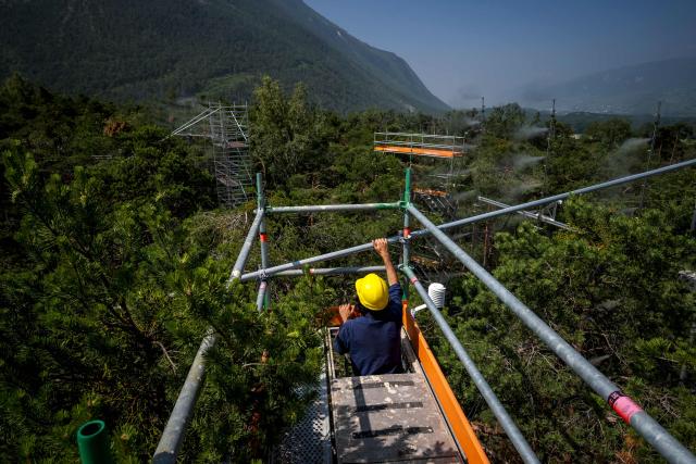 Swiss Federal Institute for Forest, Snow and Landscape Research (WSL) and Swiss Federal Institute of Technology in Lausanne university (EPFL) researcher Giovanni Bortolami climbs on a scaffolding towers at Pfynwald forest near Leuk, Switzerland's southern Wallis region, on June 11, 2025. In a Swiss pine forest, the treetops are being sprayed with mist in a bid to discover the effects that drier or wetter air have on their ability to survive. High-pressure nozzles mounted on scaffolding towers spraying vapour over the canopy of some 60 Scots pine trees, standing 15 metres tall. (Photo by Fabrice COFFRINI / AFP)
