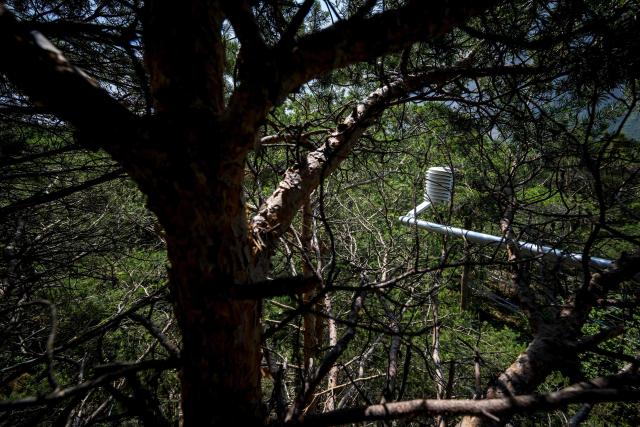 A sensor is seen in the canopy during research conducted by the Swiss Federal Institute for Forest, Snow and Landscape Research (WSL) and the Swiss Federal Institute of Technology Lausanne (EPFL) in the Pfynwald forest near Leuk, Switzerland's southern Wallis region, on June 11, 2025. In a Swiss pine forest, the treetops are being sprayed with mist in a bid to discover the effects that drier or wetter air have on their ability to survive. High-pressure nozzles mounted on scaffolding towers spraying vapour over the canopy of some 60 Scots pine trees, standing 15 metres tall. (Photo by Fabrice COFFRINI / AFP)