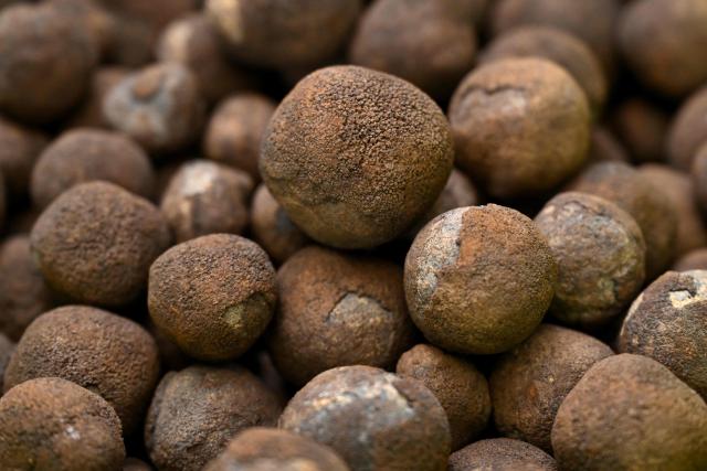 A photo taken on June 11, 2025 on Rarotonga in the Cook Islands shows polymetallic nodules, bulbous lumps of rock that are rich in battery metals such as cobalt and nickel which carpet huge tracts of Pacific Ocean seabed. Deep-sea mining could impact marine life stretching from the tiniest bottom dwellers to apex predators like swordfish and sharks, a major piece of industry-funded research found on July 3, 2025. (Photo by William WEST / AFP)